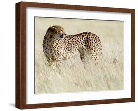 Cheetah-Eric Meyer-Framed Photographic Print