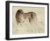 Cheetah-Eric Meyer-Framed Photographic Print