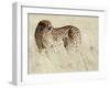 Cheetah-Eric Meyer-Framed Photographic Print