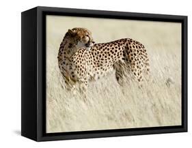 Cheetah-Eric Meyer-Framed Stretched Canvas