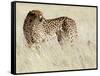 Cheetah-Eric Meyer-Framed Stretched Canvas