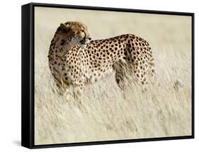 Cheetah-Eric Meyer-Framed Stretched Canvas