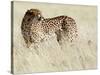 Cheetah-Eric Meyer-Stretched Canvas