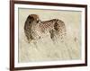 Cheetah-Eric Meyer-Framed Photographic Print