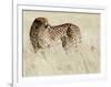 Cheetah-Eric Meyer-Framed Photographic Print