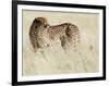 Cheetah-Eric Meyer-Framed Photographic Print