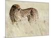 Cheetah-Eric Meyer-Mounted Photographic Print