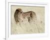 Cheetah-Eric Meyer-Framed Photographic Print