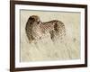 Cheetah-Eric Meyer-Framed Photographic Print