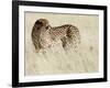 Cheetah-Eric Meyer-Framed Photographic Print
