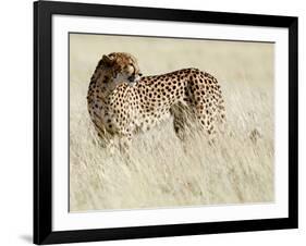 Cheetah-Eric Meyer-Framed Photographic Print