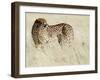 Cheetah-Eric Meyer-Framed Premium Photographic Print