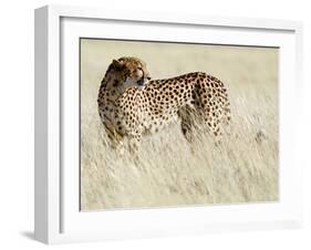 Cheetah-Eric Meyer-Framed Premium Photographic Print