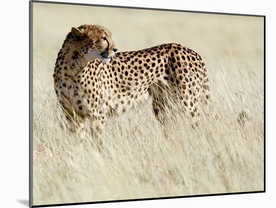 Cheetah-Eric Meyer-Mounted Premium Photographic Print