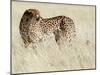 Cheetah-Eric Meyer-Mounted Premium Photographic Print