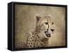 Cheetah-Jai Johnson-Framed Stretched Canvas