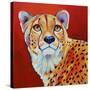 Cheetah-Corina St. Martin-Stretched Canvas