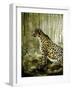 Cheetah-Cherie Roe Dirksen-Framed Giclee Print