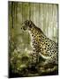 Cheetah-Cherie Roe Dirksen-Mounted Giclee Print