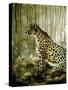 Cheetah-Cherie Roe Dirksen-Stretched Canvas