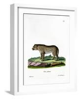 Cheetah-null-Framed Giclee Print