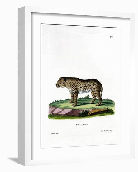 Cheetah-null-Framed Giclee Print