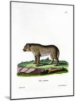 Cheetah-null-Mounted Giclee Print