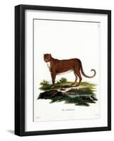 Cheetah-null-Framed Giclee Print