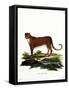 Cheetah-null-Framed Stretched Canvas