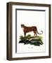 Cheetah-null-Framed Premium Giclee Print