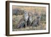 Cheetahs (Acinonyx Jubatus) in a Field, Ndutu, Ngorongoro Conservation Area, Tanzania-null-Framed Photographic Print