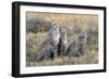 Cheetahs (Acinonyx Jubatus) in a Field, Ndutu, Ngorongoro Conservation Area, Tanzania-null-Framed Photographic Print