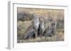 Cheetahs (Acinonyx Jubatus) in a Field, Ndutu, Ngorongoro Conservation Area, Tanzania-null-Framed Photographic Print