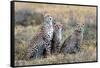 Cheetahs (Acinonyx Jubatus) in a Field, Ndutu, Ngorongoro Conservation Area, Tanzania-null-Framed Stretched Canvas