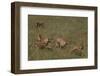 Cheetahs Chasing Baby Gazelle-DLILLC-Framed Photographic Print
