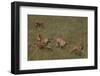 Cheetahs Chasing Baby Gazelle-DLILLC-Framed Photographic Print