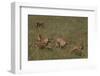 Cheetahs Chasing Baby Gazelle-DLILLC-Framed Photographic Print