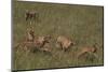 Cheetahs Chasing Baby Gazelle-DLILLC-Mounted Photographic Print