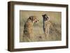 Cheetahs Devouring a Gazelle-Paul Souders-Framed Photographic Print