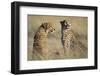 Cheetahs Devouring a Gazelle-Paul Souders-Framed Photographic Print
