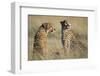 Cheetahs Devouring a Gazelle-Paul Souders-Framed Photographic Print