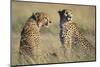 Cheetahs Devouring a Gazelle-Paul Souders-Mounted Photographic Print