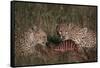 Cheetahs Eating Prey-DLILLC-Framed Stretched Canvas