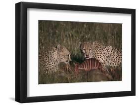 Cheetahs Eating Prey-DLILLC-Framed Photographic Print