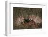 Cheetahs Eating Prey-DLILLC-Framed Photographic Print