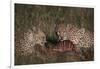 Cheetahs Eating Prey-DLILLC-Framed Photographic Print