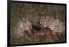 Cheetahs Eating Prey-DLILLC-Framed Photographic Print