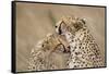 Cheetahs Grooming-Paul Souders-Framed Stretched Canvas