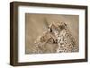 Cheetahs Grooming-Paul Souders-Framed Photographic Print