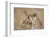 Cheetahs Grooming-Paul Souders-Framed Photographic Print